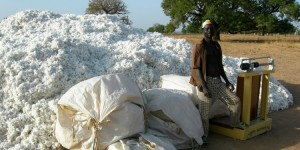 Burkina_Faso_cotton_harvest_in_Dourtenga_2008_1200x600-750x375